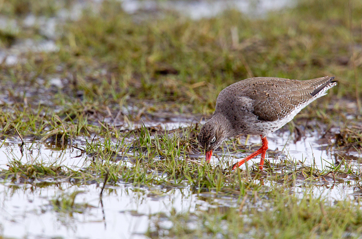 Redshank,Berwickshire,Scottish Borders