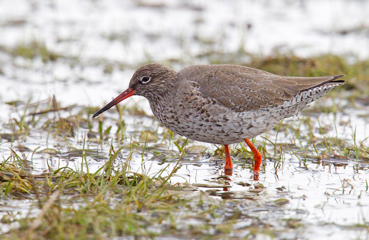 Redshank,Berwickshire,Scottish Borders