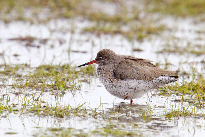 Redshank,Berwickshire,Scottish Borders