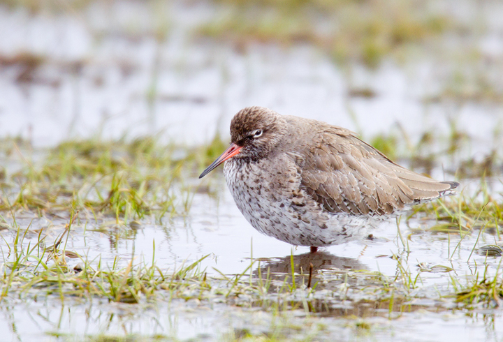 Redshank,Berwickshire,Scottish Borders.