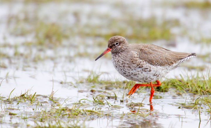 Redshank,Berwickshire,Scottish Borders