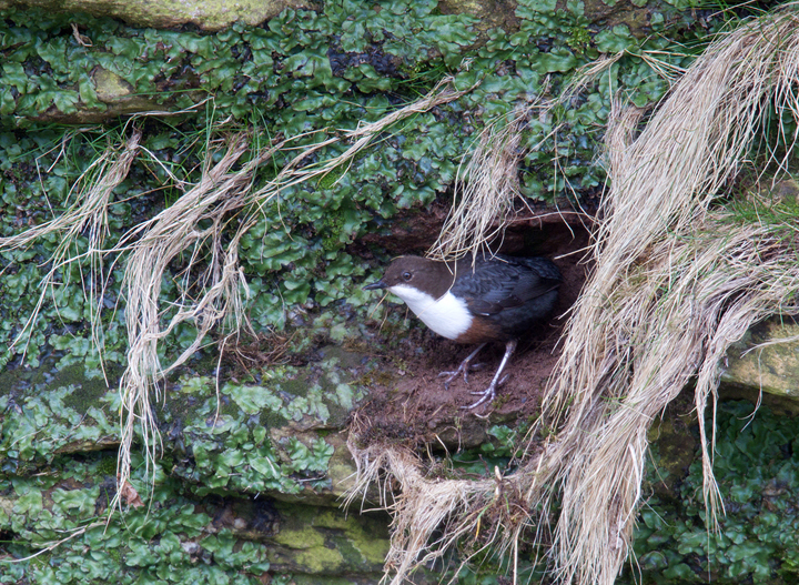 Dipper nest building,River Whiteadder,Berwickshire,Scottish Borders