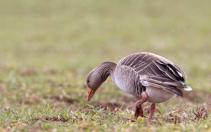 Greylag goose feeding,Berwickshire,Scottish Borders