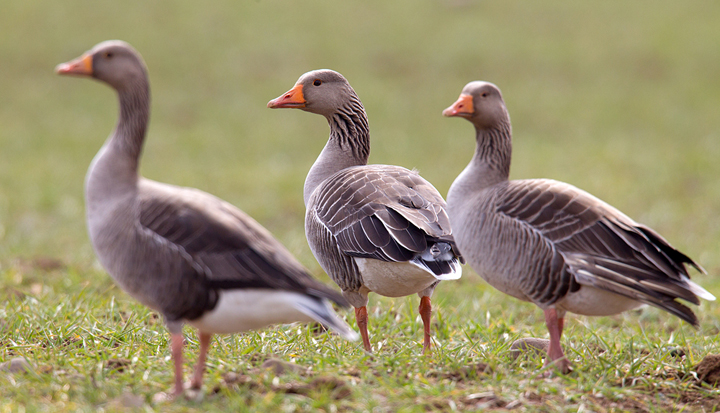 3 Greylag Geese,Berwickshire,Scottish Borders