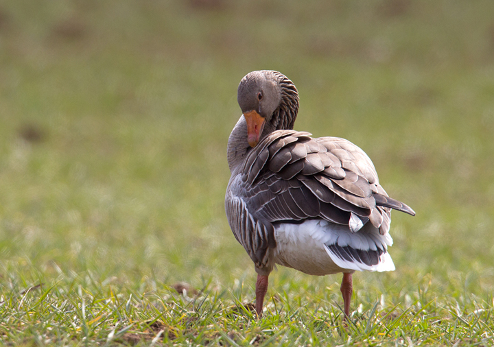 Greylag goose preening,Berwickshire,Scottish Borders