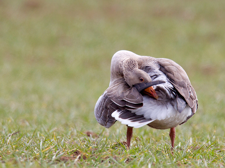 Greylag goose preening,Berwickshire,Scottish Borders