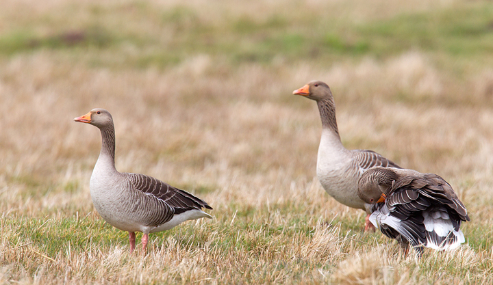 3 Greylag geese,Berwickshire,Scottish Borders