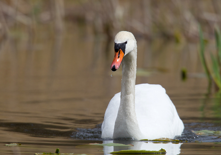 Mute Swan,Duns Castle lake,Berwickshire,Scottish Borders