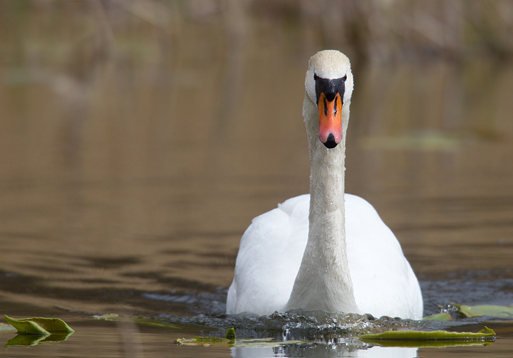 Mute Swan,Duns Castle lake,Berwickshire,Scottish Borders