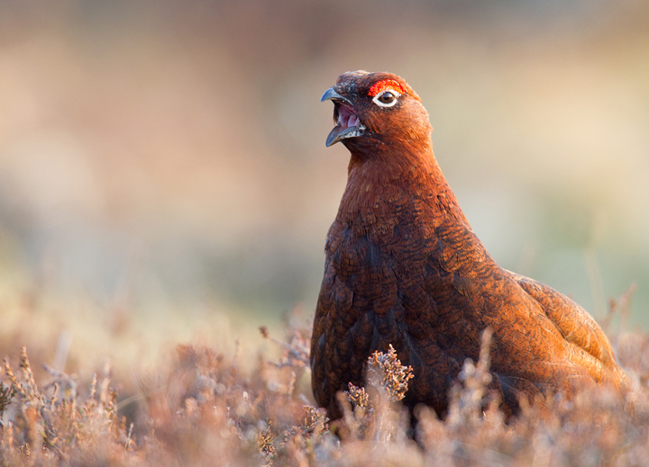 Red Grouse,male calling,Lammermuir Hills,Scottish Borders