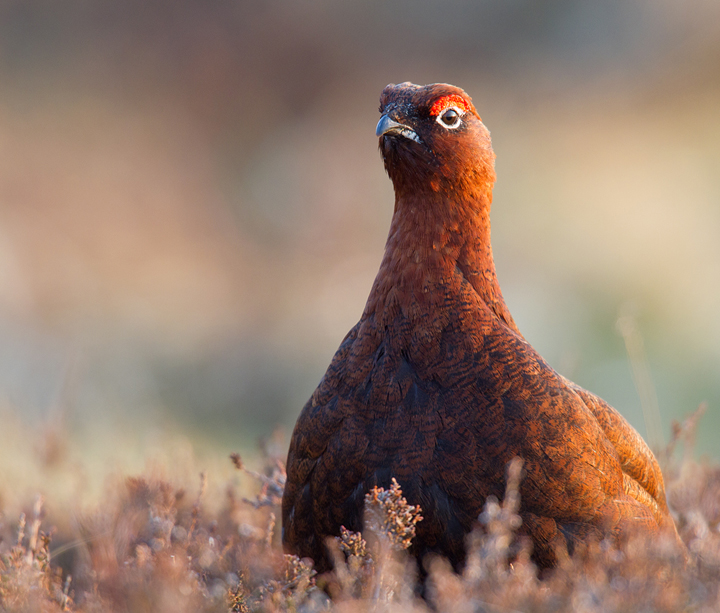 Red Grouse,male,Lammermuir Hills,Scottish Borders.