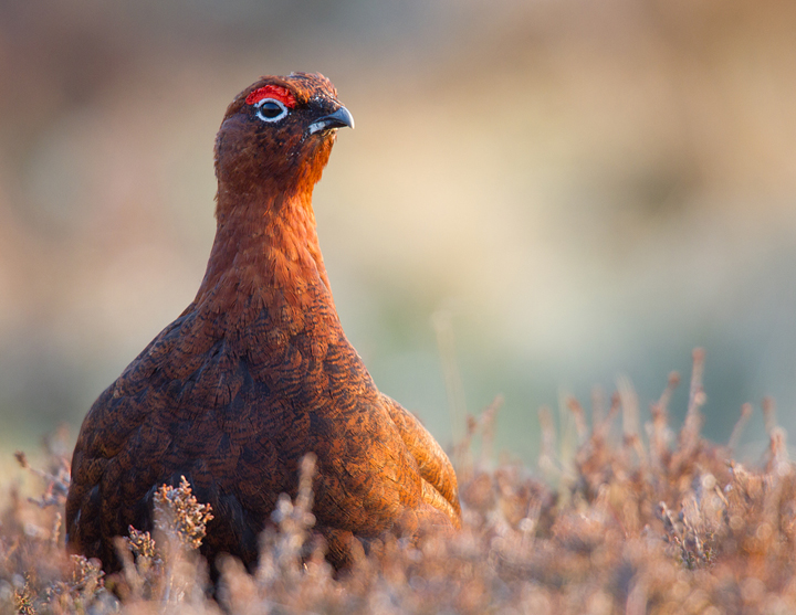 Red Grouse,male,Lammermuir Hills,Scottish Borders