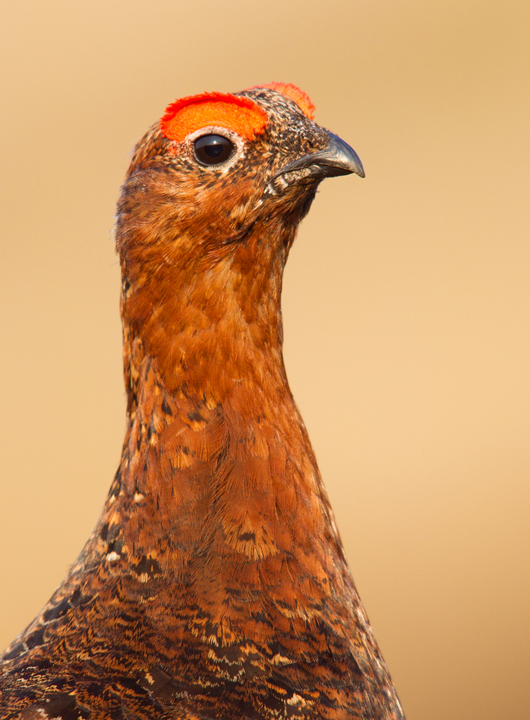 Red Grouse,male,Lammermuir Hills,Scottish Borders