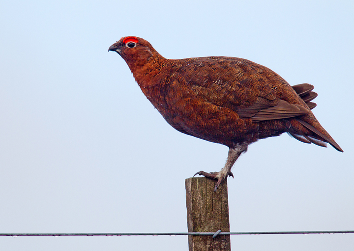Red Grouse,male in the rain,Lammermuir Hills,Scottish Borders