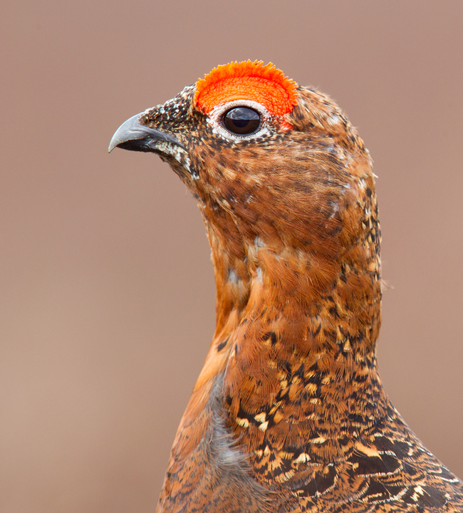 Red Grouse,male,Lammermuir Hills,Scottish Borders