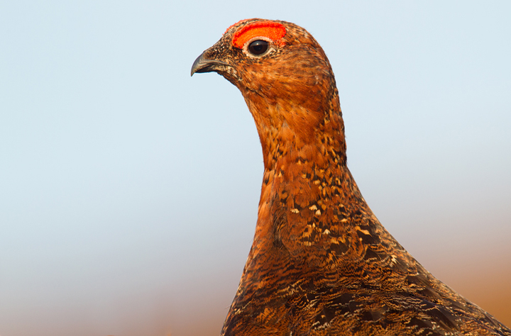 Red Grouse,male,Lammermuir Hills,Scottish Borders