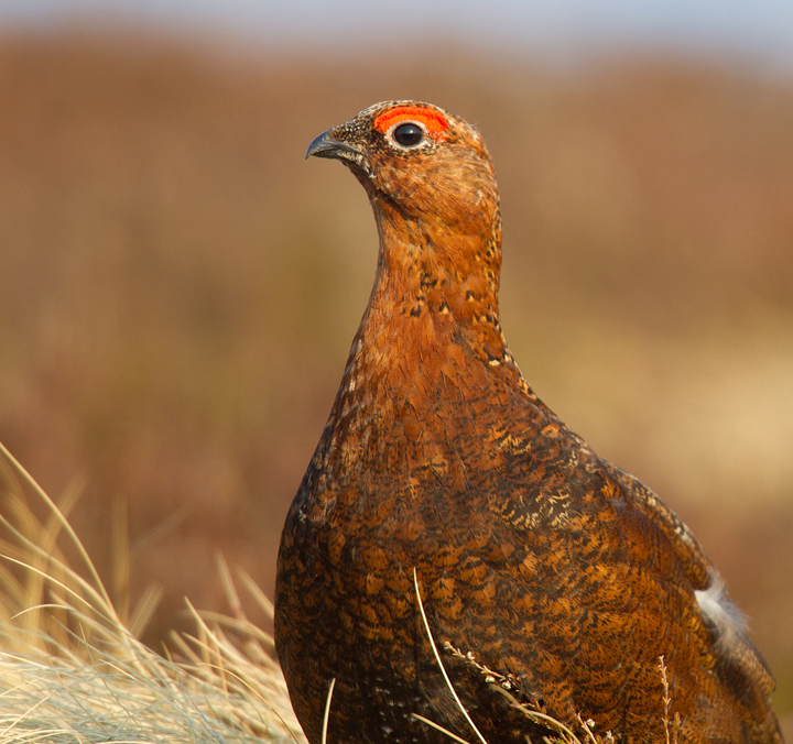 Red Grouse,male,Lammermuir Hills,Scottish Borders