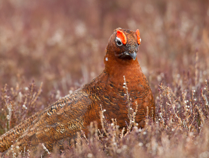 Red Grouse,male,Lammermuir Hills,Scottish Borders