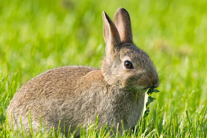 Rabbit,Chirnside garden,Berwickshire,Scottish Borders