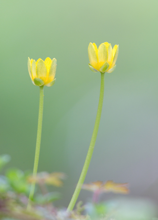 Celandine flowers,Berwickshire,Scottish Borders