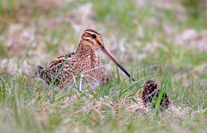 Common Snipe with chick,Lammermuirs,Scottish Borders