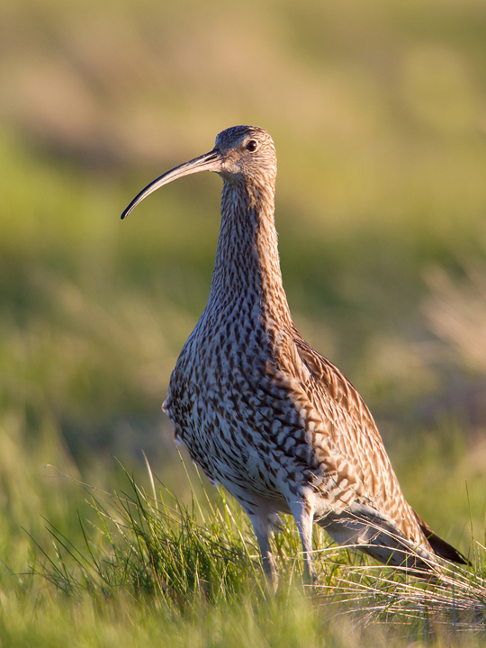 Curlew,Lammermuir Hills,Scottish Borders