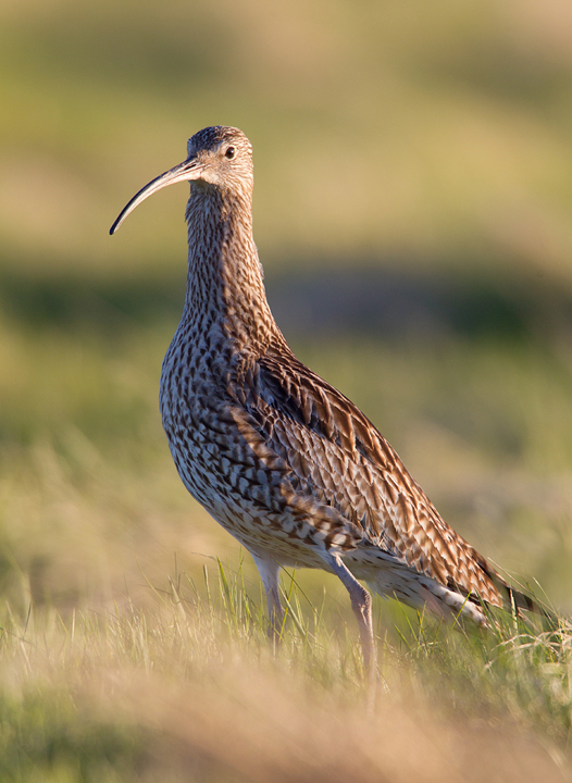 Curlew,Lammermuir Hills,Scottish Borders.