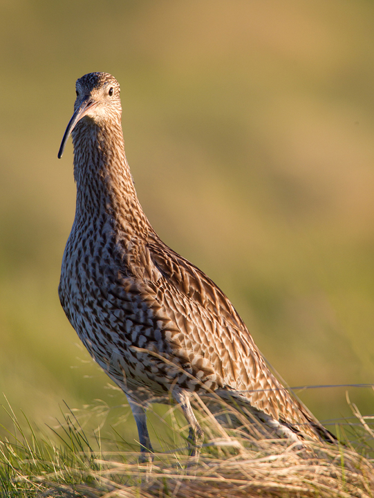 Curlew,Lammermuir Hills,Scottish Borders