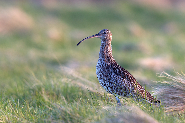 Curlew,Lammermuir Hills,Scottish Borders