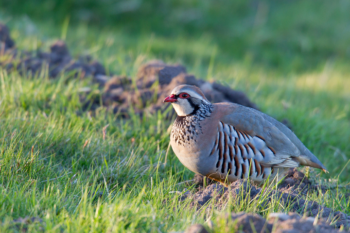 Red Legged Partridge,Lammermuirs,Scottish Borders