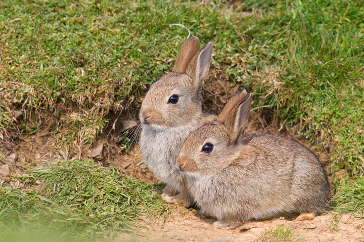 2 Young Rabbits,Lammermuirs,Scottish Borders