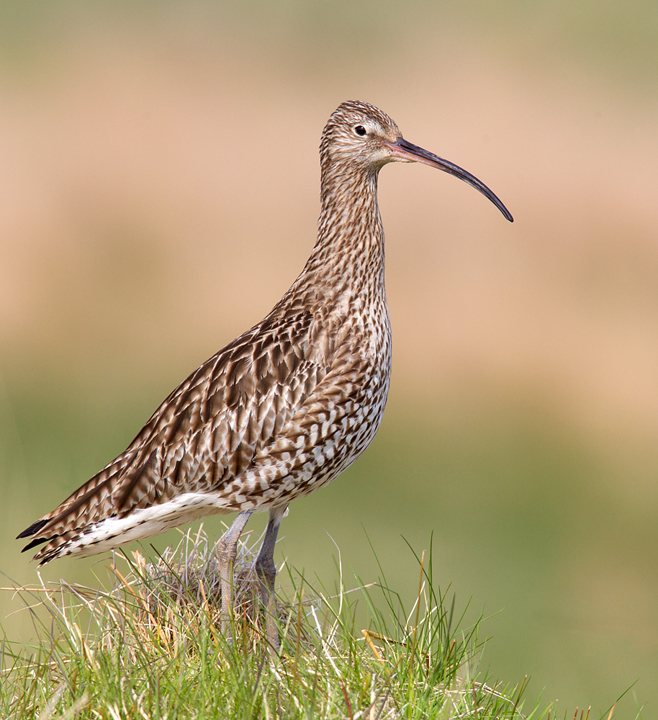 Curlew,Lammermuir Hills,Scottish Borders