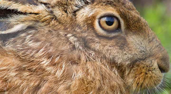 Brown Hare close up,Berwickshire,Scottish Borders