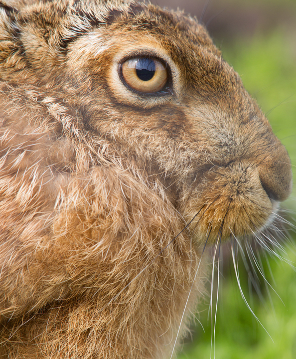 Brown Hare,Berwickshire,Scottish Borders