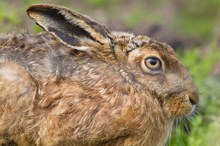 Brown Hare,Berwickshire,Scottish Borders