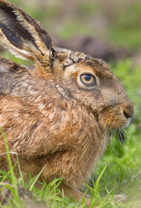 Brown Hare,Berwickshire,Scottish Borders