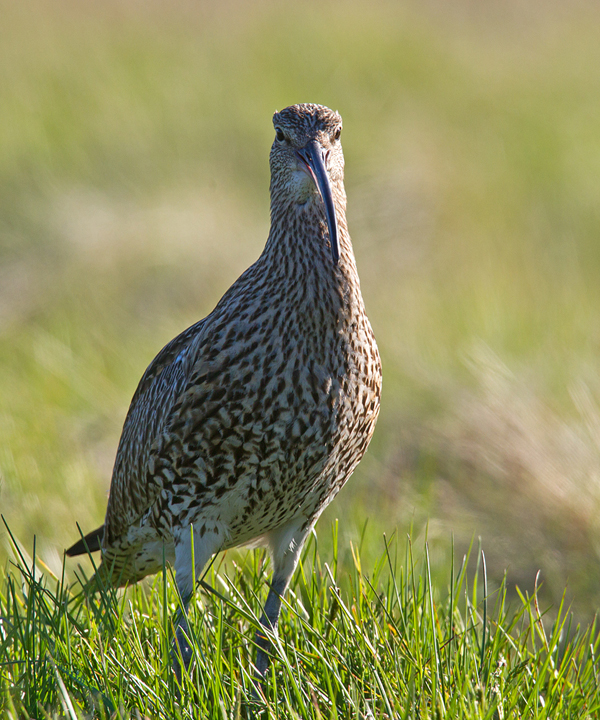 Curlew,Lammermuir Hills,Scottish Borders