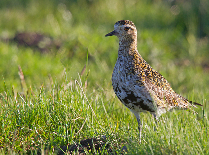 Golden Plover,Lammermuir Hills,Scottish Borders