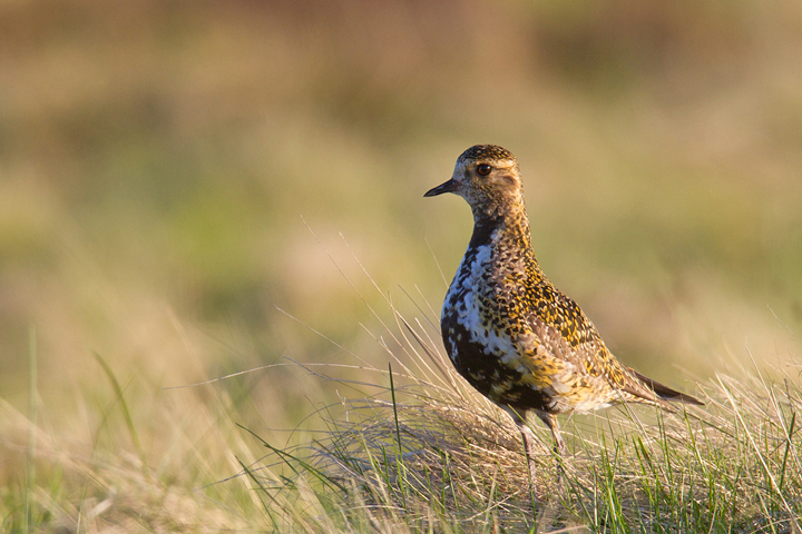 The male on rough grassland.