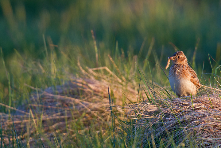 On the way back to the nest with a caterpillar.