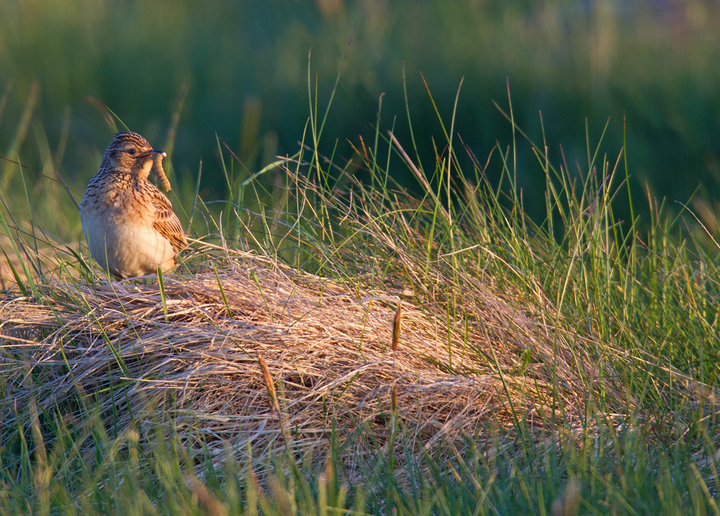 In the low evening light.