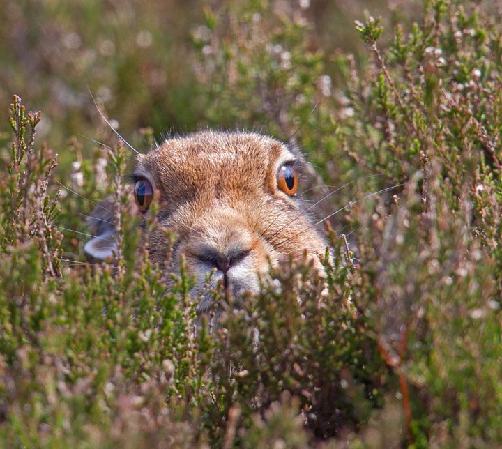 Mountain Hare in heather,Lammermuir Hills,Scottish Borders.