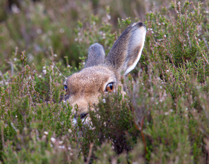 Mountain Hare in heather,Lammermuir Hills,Scottish Borders