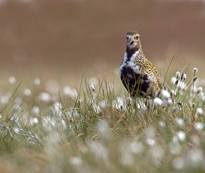 The male in the cotton grass.