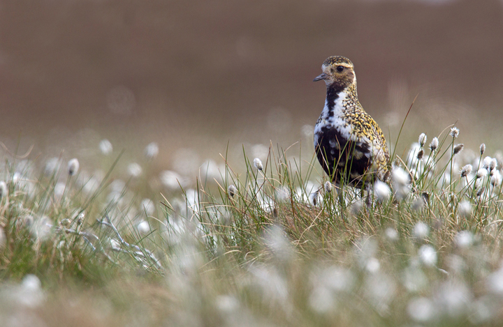 Golden Plover,Lammermuir Hills,Scottish Borders