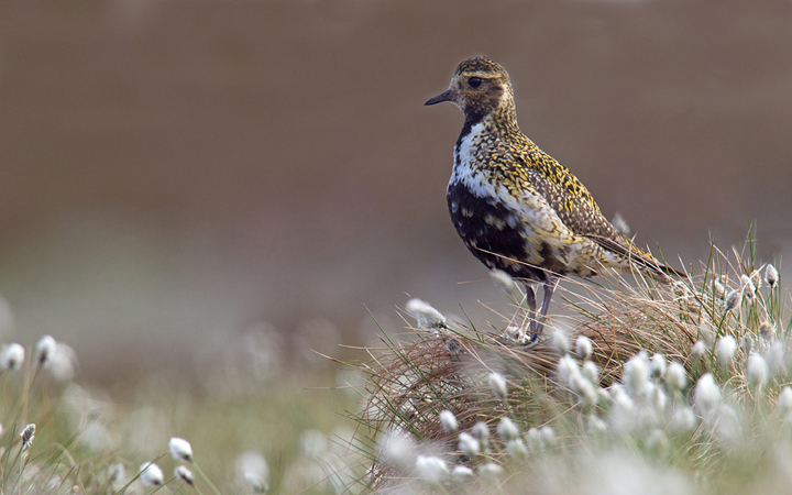 Golden Plover,Lammermuir Hills,Scottish Borders