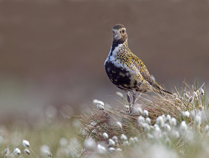 Golden Plover,Lammermuir Hills,Scottish Borders