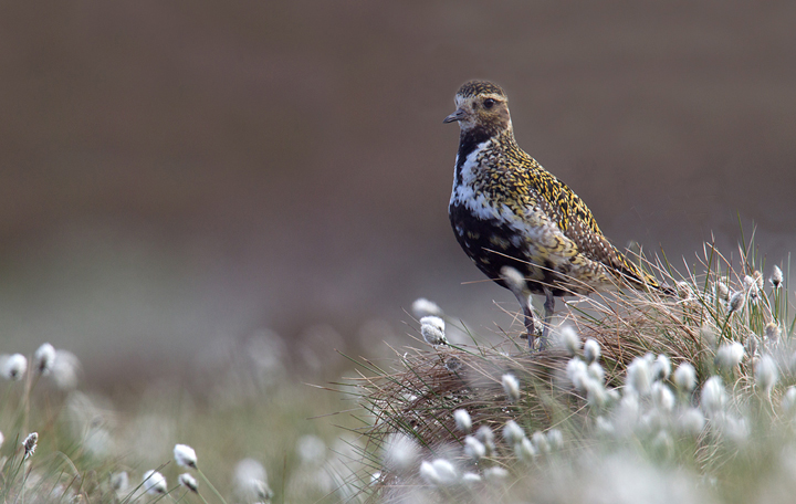 Golden Plover,Lammermuir Hills,Scottish Borders