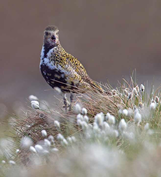 The male calling amid the cotton grass.