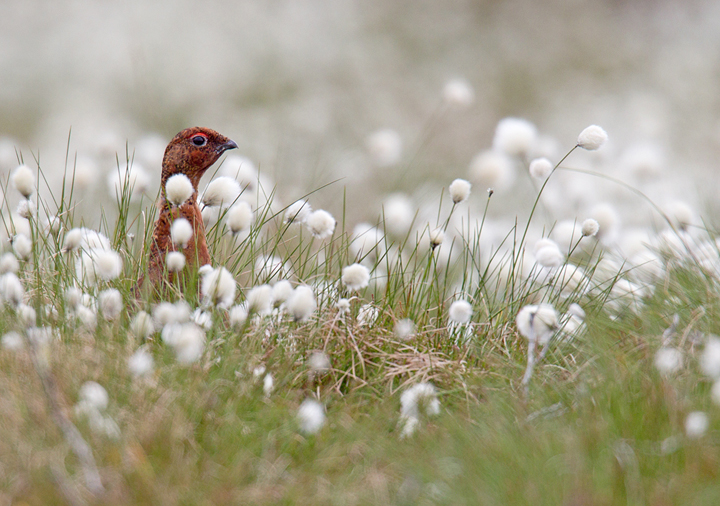 In the cotton grass.